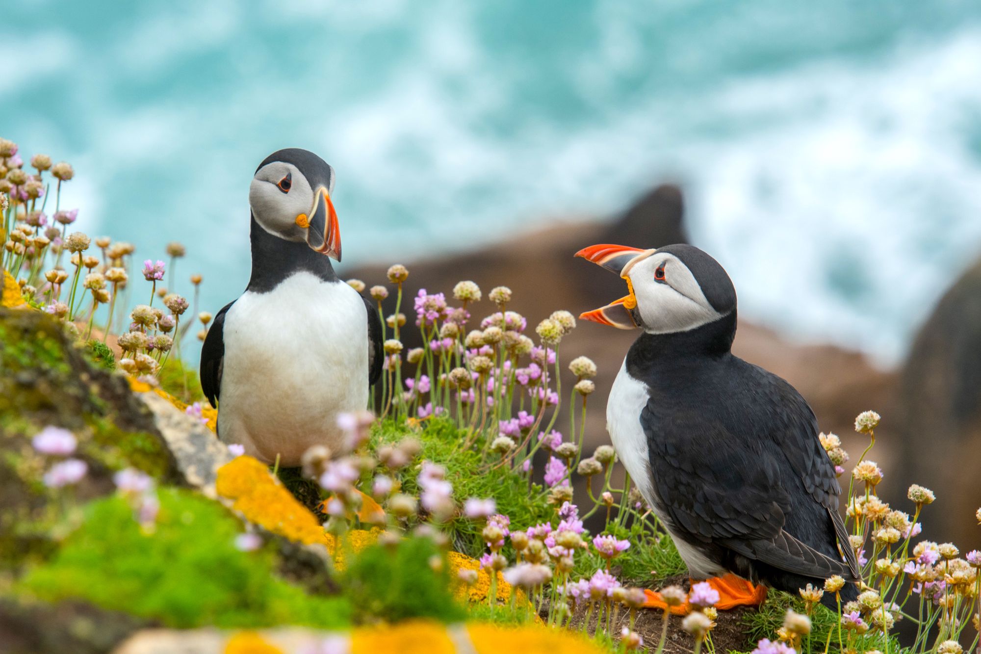 Climate change is causing problems for puffins : NPR