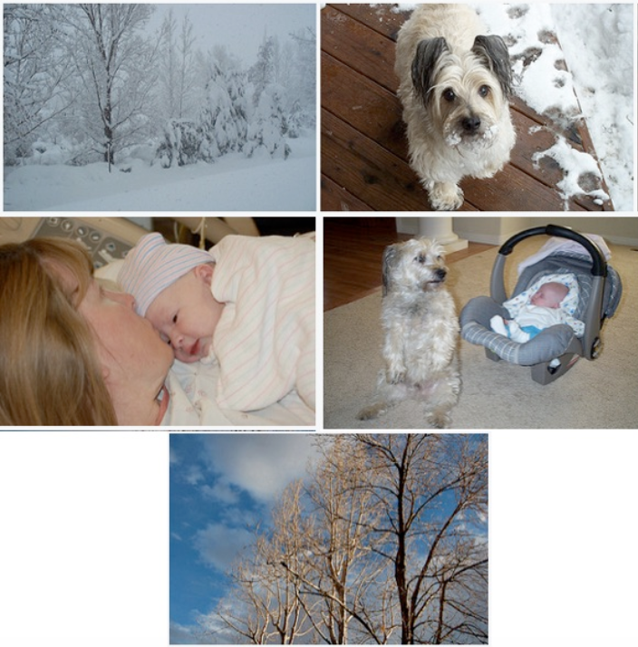 Top left: a picture of trees in snow; top right: a tiny dog coming in from the snow; middle left: a mother cradling her newborn; middle right: the same dog and the same baby in a carrier sitting next to each other; bottom: leafless trees amidst a blue and cloudy sky. 