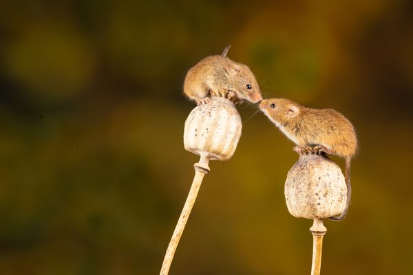 Two field mice each stand atop separate plant stalks. But at least they have each other.